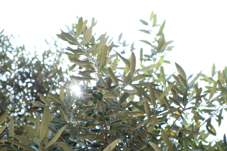 9 brijuni DSC04648