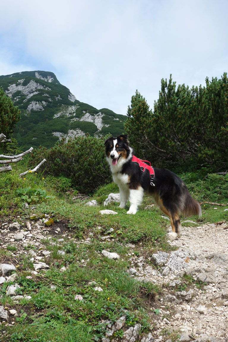 13 Podvežak DSC05910